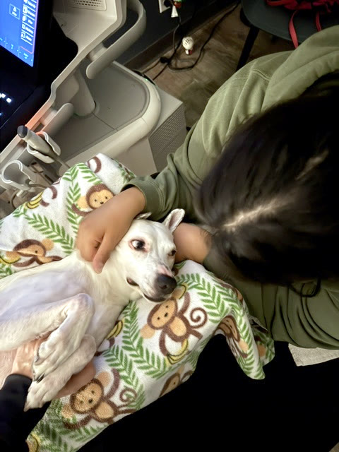 A small dog wrapped in a patterned blanket, a technician beside it
