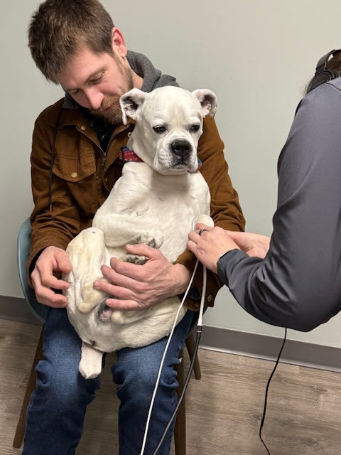 A bulldog in its owner’s lap during an ultrasound