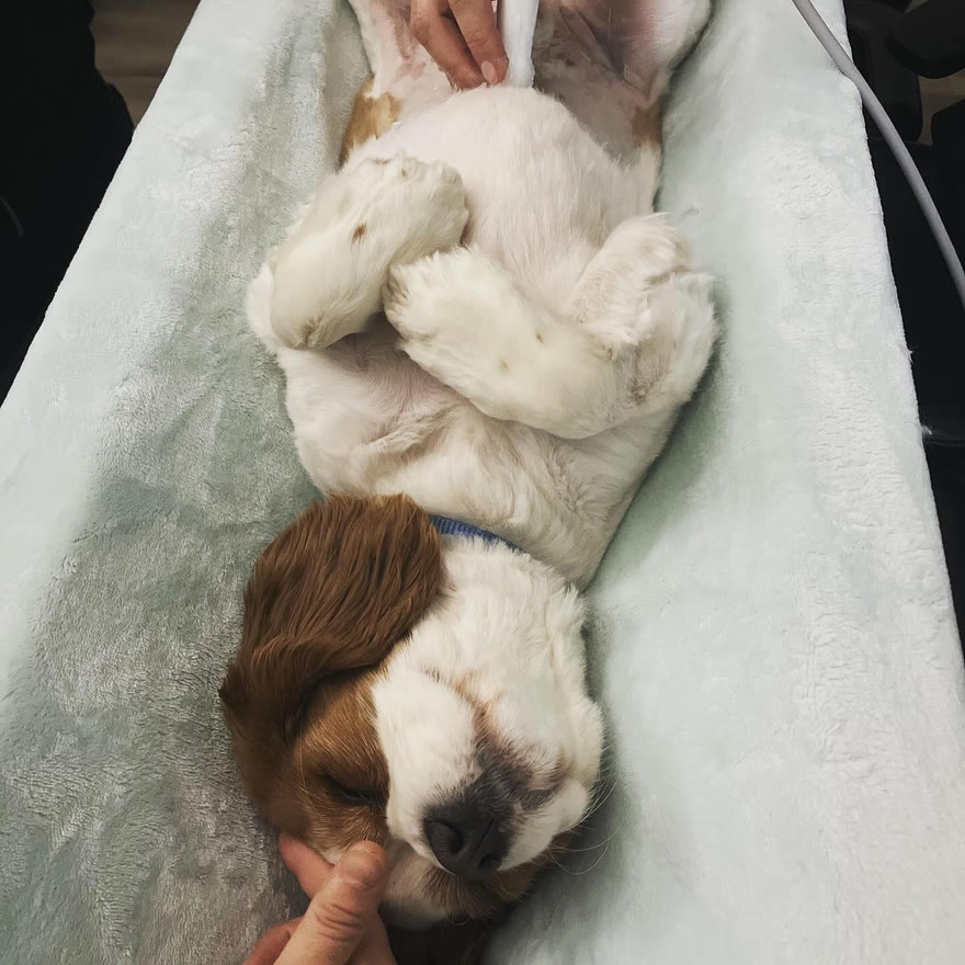 A Cavalier King Charles Spaniel on its back during an ultrasound