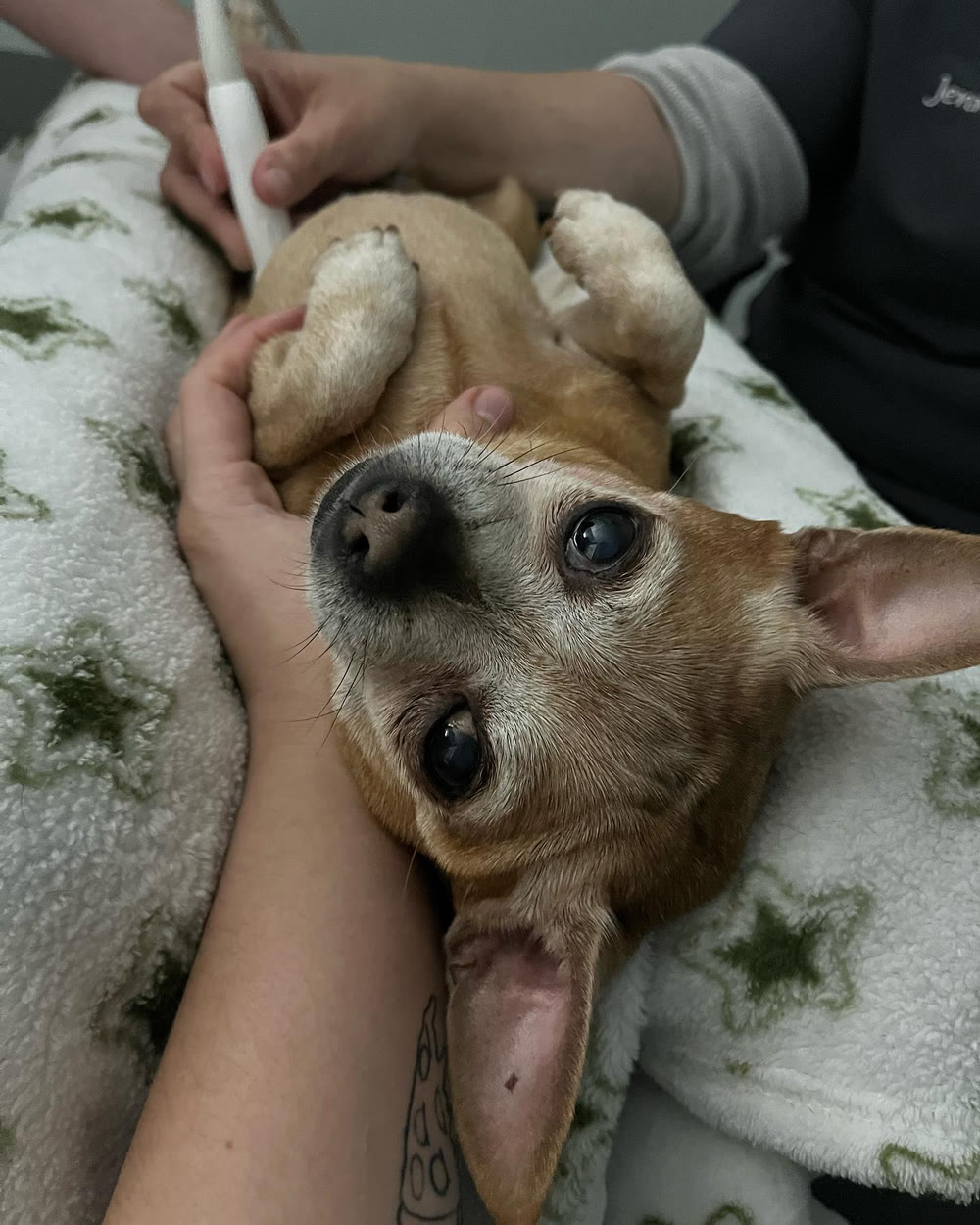 A chihuahua on its back during an ultrasound, held gently