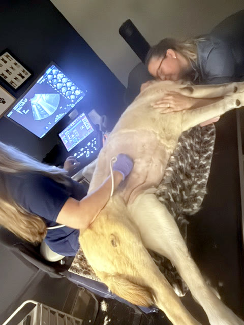 A dog on the table in the echocardiography room, a technician beside it