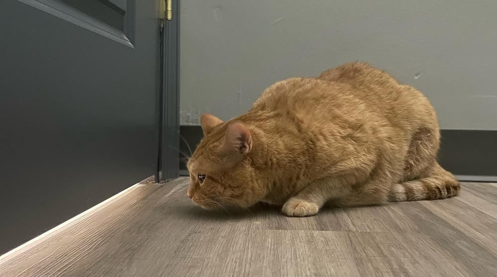 An orange cat crouched low on the floor