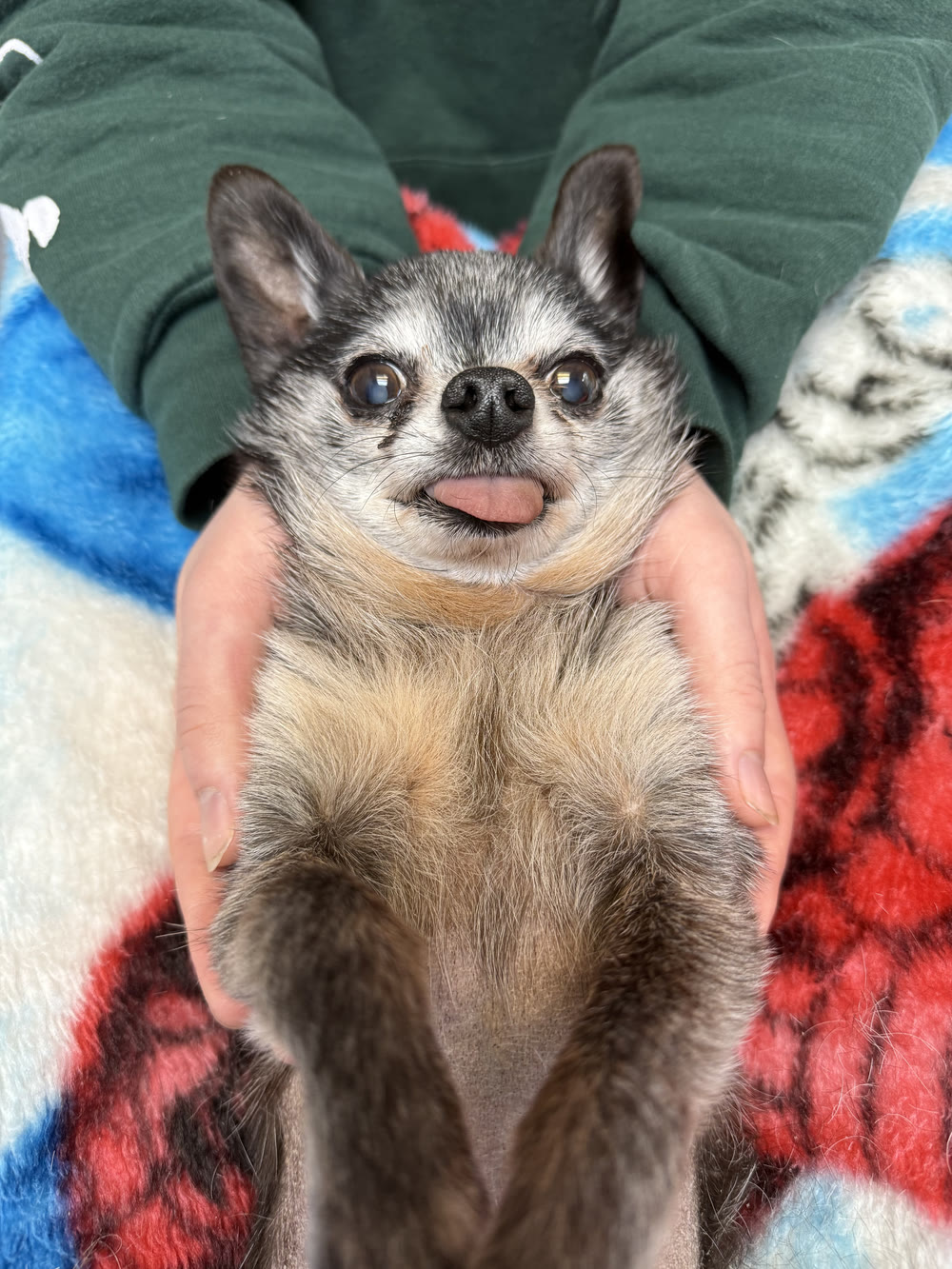A small dog relaxed on its back, cradled in a blanket