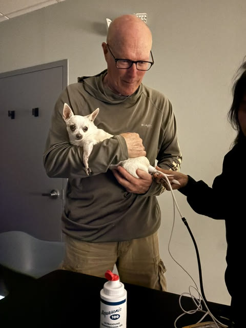 A small dog held by its owner during a cardiac work-up