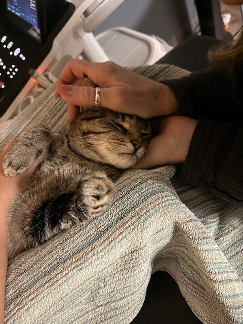 A tabby cat resting during its ultrasound