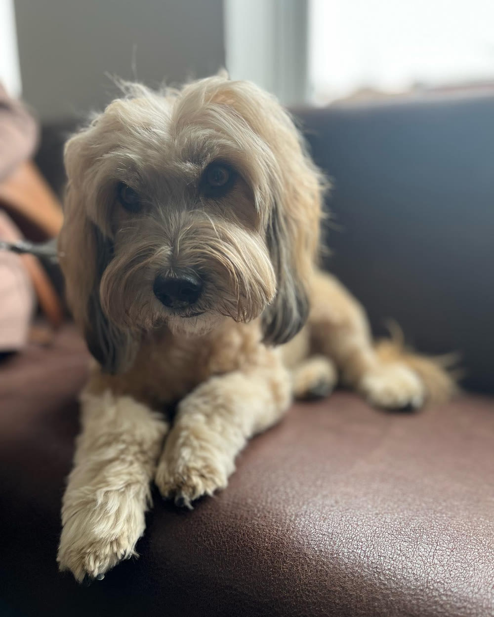 A shaggy terrier resting on a sofa