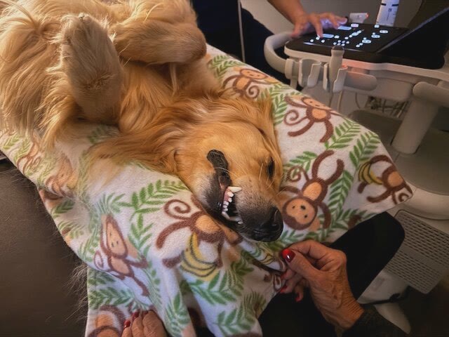 A non-invasive ultrasound in progress