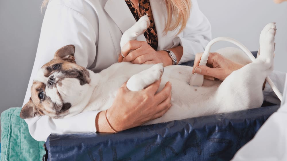 The Veterinary Diagnostic Centers Chicago team