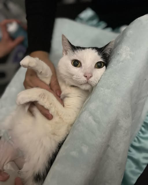 A white cat relaxing on its back on a soft blanket