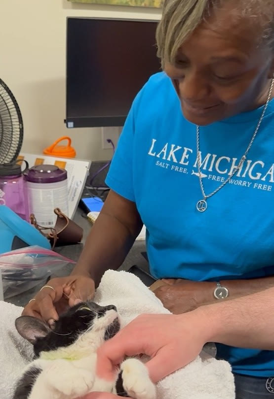 A cat being comforted on the exam table