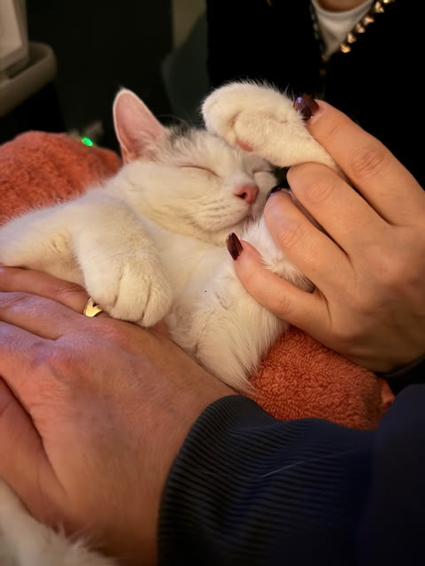A cat dozing in a technician’s hands