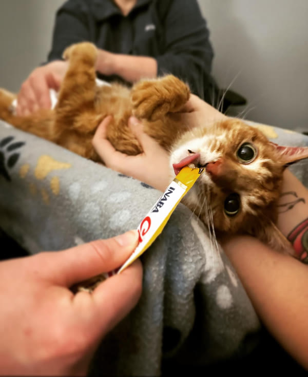 An orange cat licking a treat during its scan