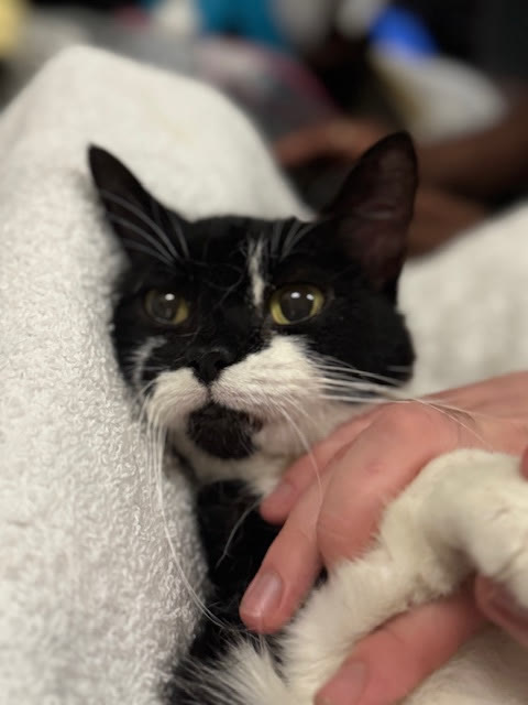 A tuxedo cat wrapped in a towel