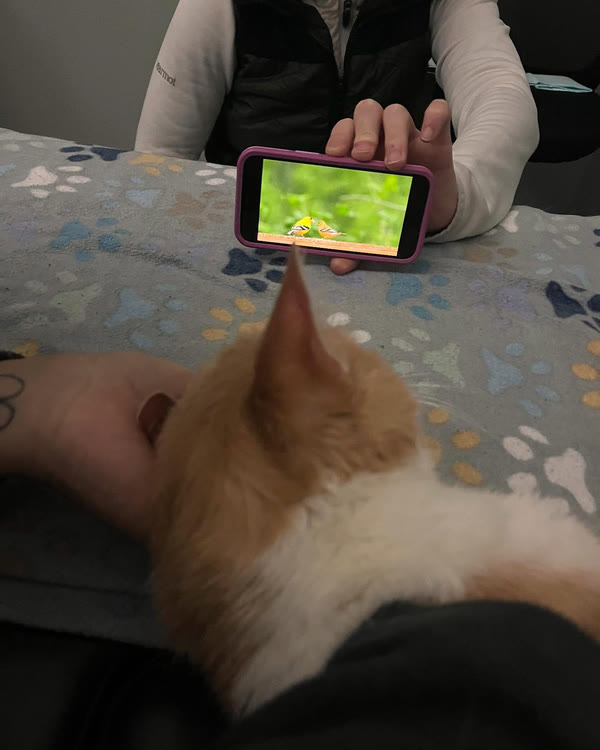 A cat watching a video on a phone during its scan
