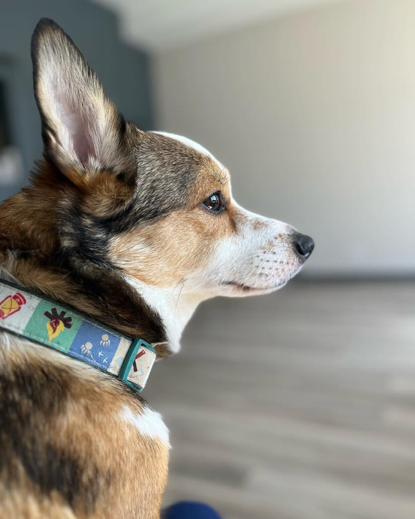 A corgi in profile, ears up