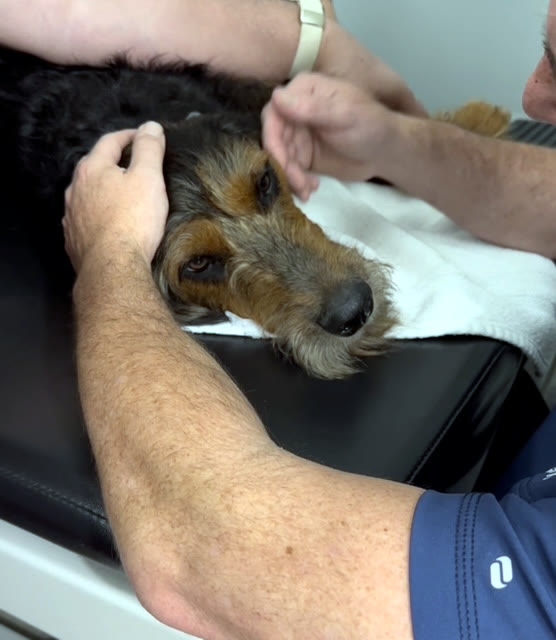A small dog’s face cradled in gentle hands