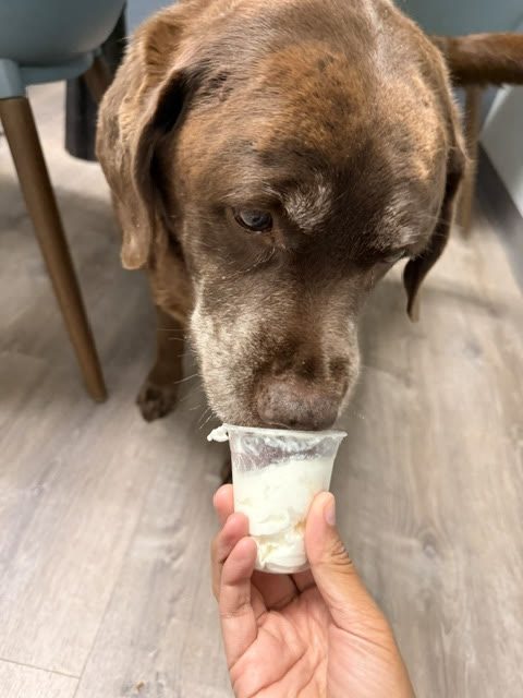 A dog enjoying a treat from a cup