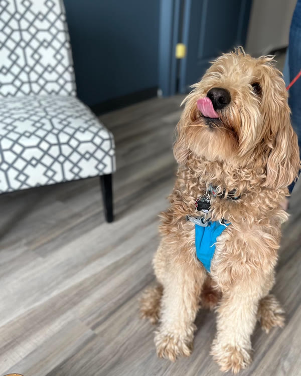 A fluffy doodle sitting in the lobby, tongue out
