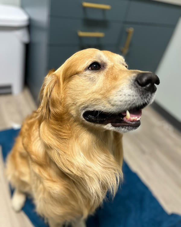 A golden retriever smiling in the lobby