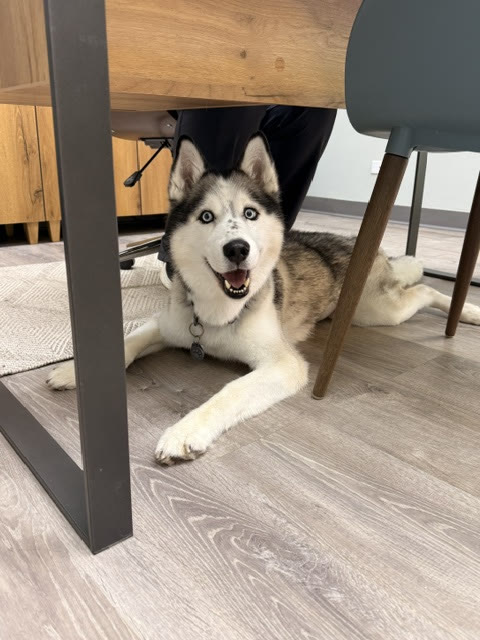 A husky lying under a table