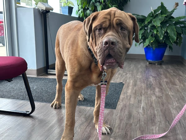 A mastiff standing in the lobby