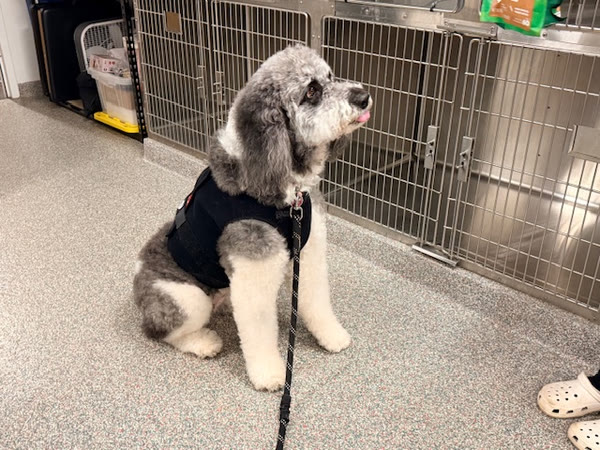 A grey poodle mix in a harness