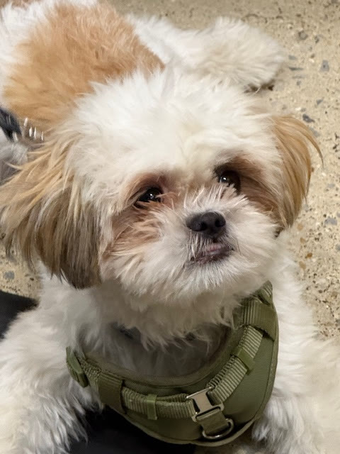 A Shih Tzu in a green harness