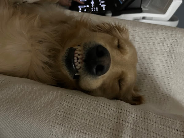 A golden retriever napping