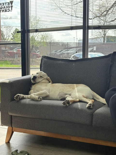 A dog resting on the lobby sofa