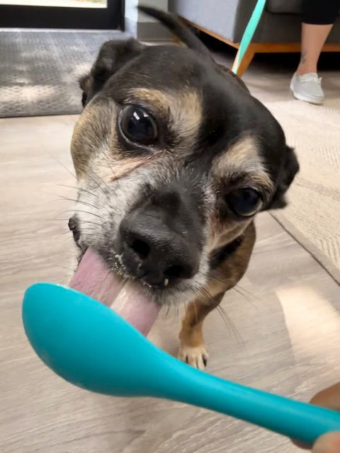 A dog licking a treat spoon
