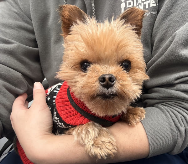 A Yorkie in a red sweater, held in a lap