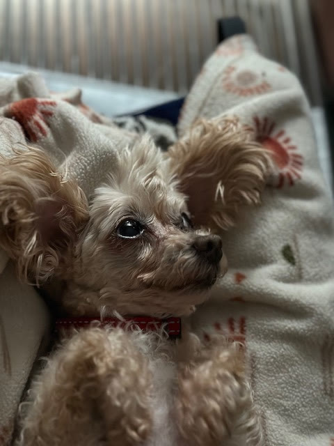 A Yorkie curled up on a blanket