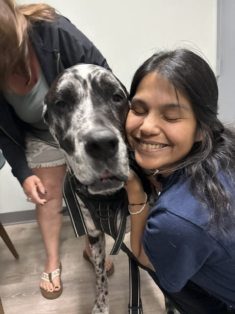 A Great Dane leaning in for a hug from a team member