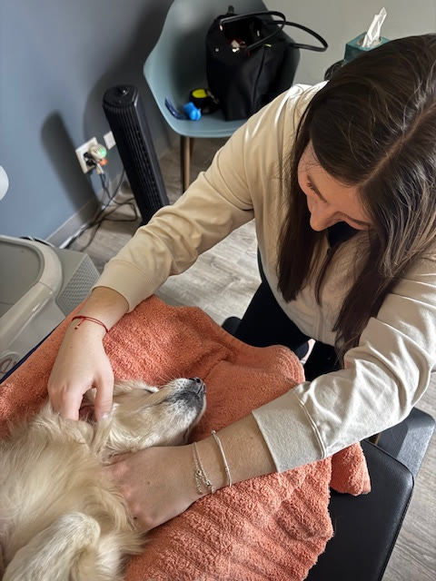 A team member scanning a dog on a towel