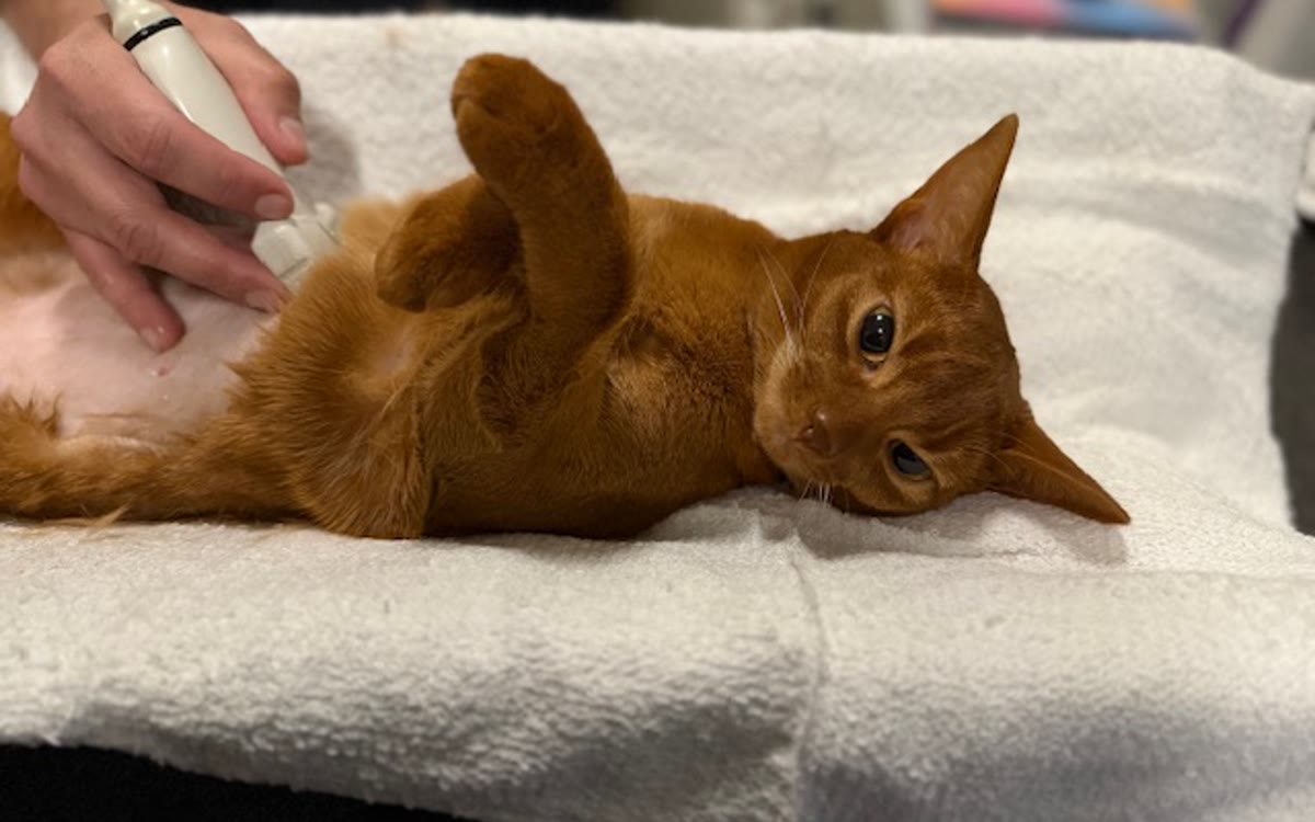 An orange cat lying on a towel while a technician scans its abdomen
