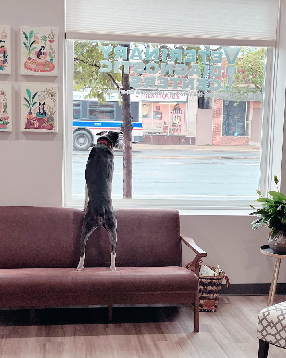 Mabel, a black-and-white dog, standing on the lobby sofa to look out of the Chicago center's front window