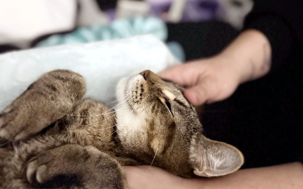 A tabby cat resting on its back in a technician’s hands during an abdominal ultrasound