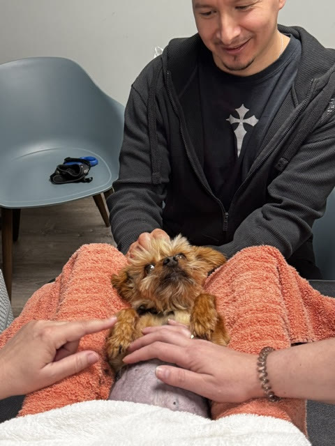 An owner staying close to his small dog on the exam table