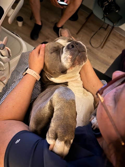 A dog lying on its back during its scan, held gently
