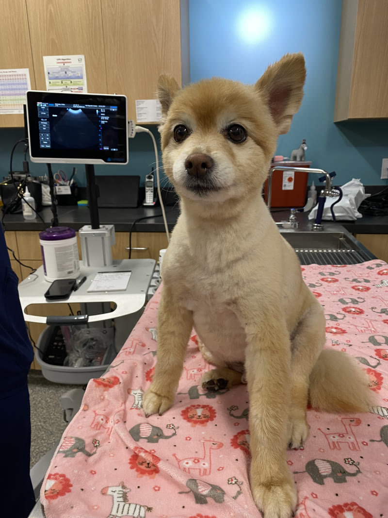 A puppy sitting on the exam table, the ultrasound machine behind it