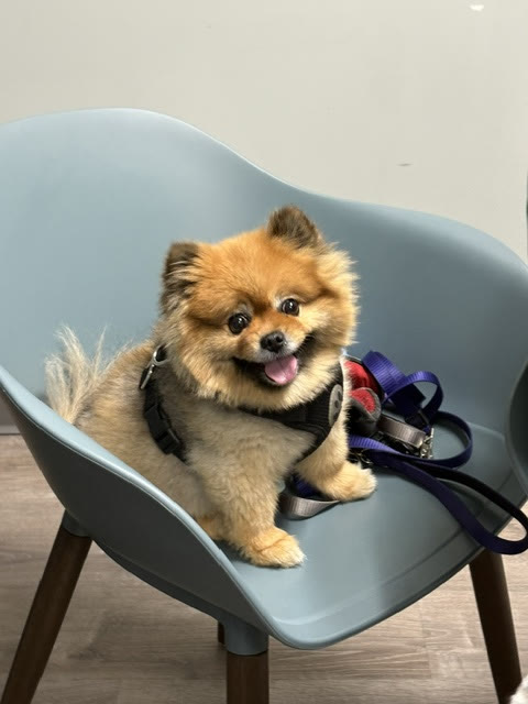 A Pomeranian waiting in a lobby chair