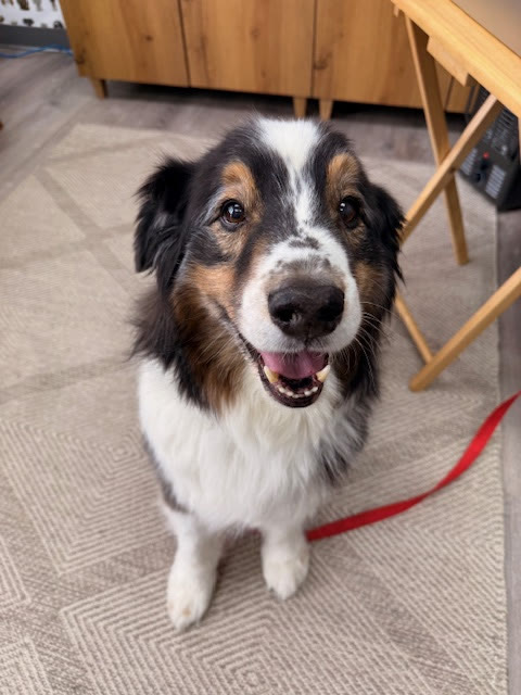 A happy dog in the lobby, tongue out