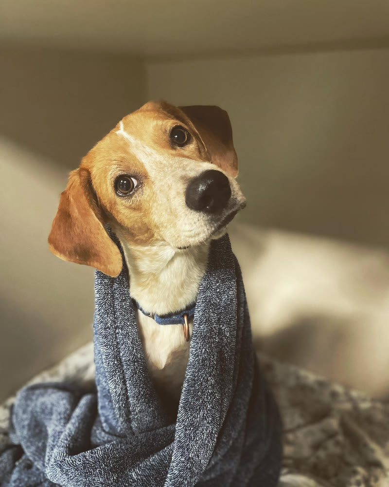 A beagle tilting its head, wrapped in a blanket