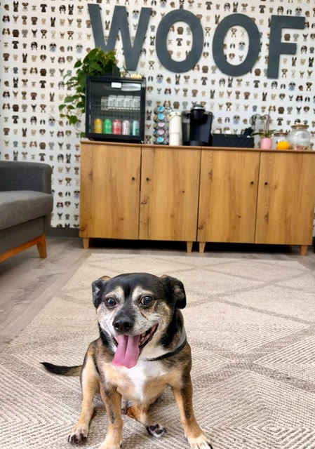 A dog in front of the WOOF wall in the Veterinary Diagnostic Centers lobby