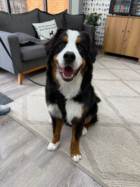 A Bernese Mountain Dog sitting in the lobby
