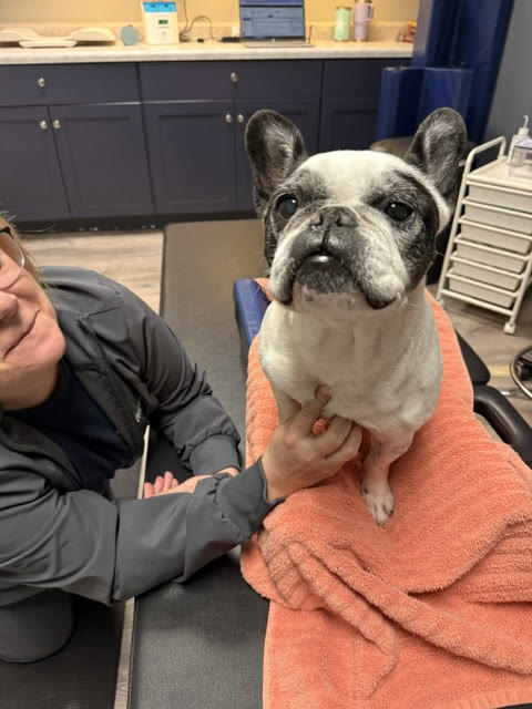 A French Bulldog sitting on an orange towel on the exam table