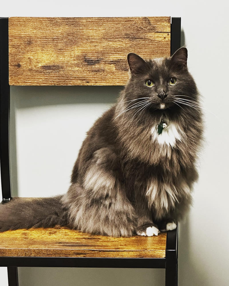 A fluffy grey cat sitting on a wooden chair