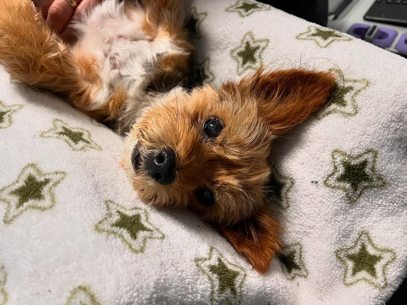 A small dog lying on a starry blanket, looking up at the camera