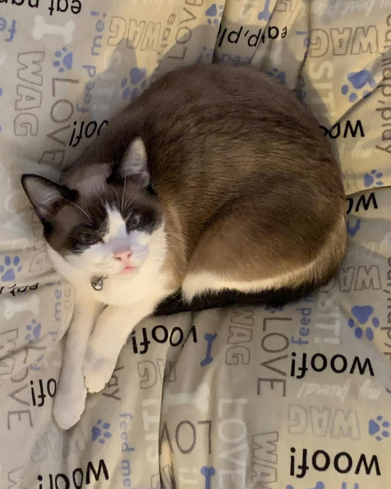 A Ragdoll cat curled up on a blanket