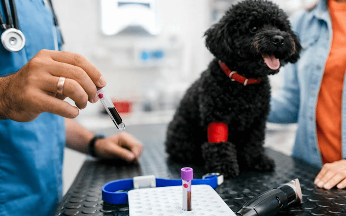 A veterinarian labelling a blood sample beside a small black dog on the exam table